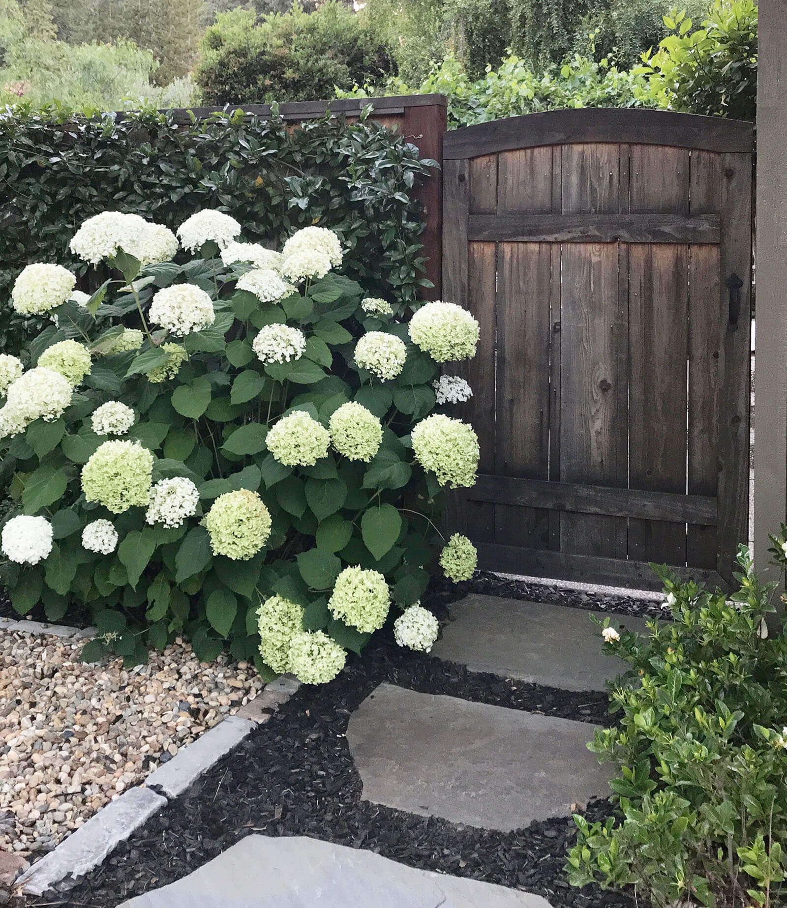 Rustic wooden gate entrance with hydrangeas and stone / gravel walkway