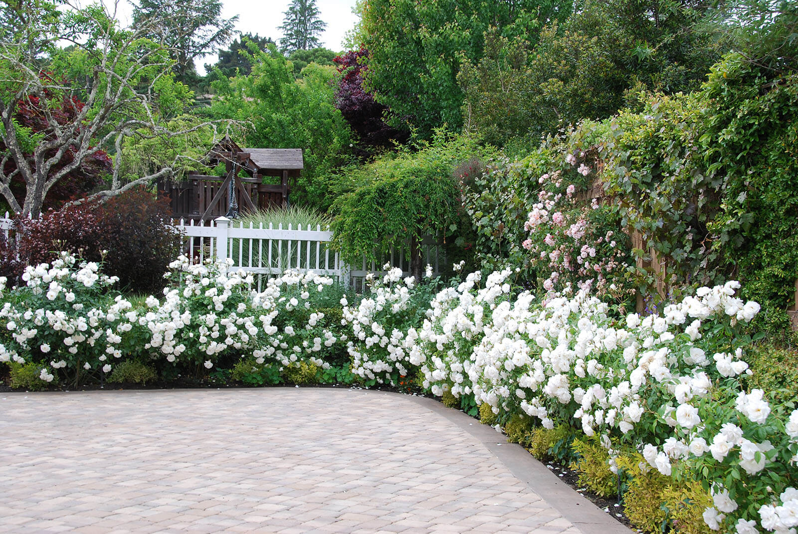 stone tile patio with stone lighting and fully bloomed white roses all around, with climbing plants on the far wall