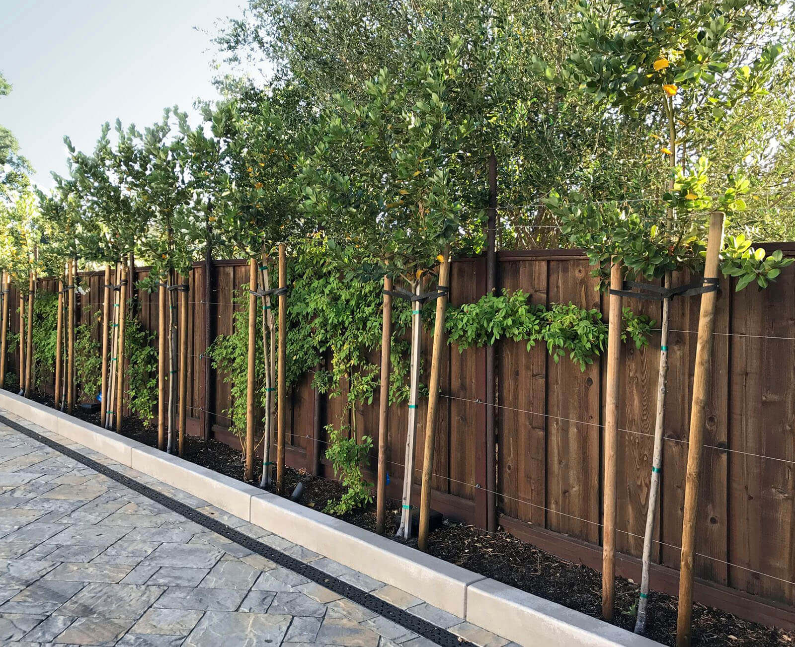 Wooden fence with 'floating hedge' of newly planted screening trees