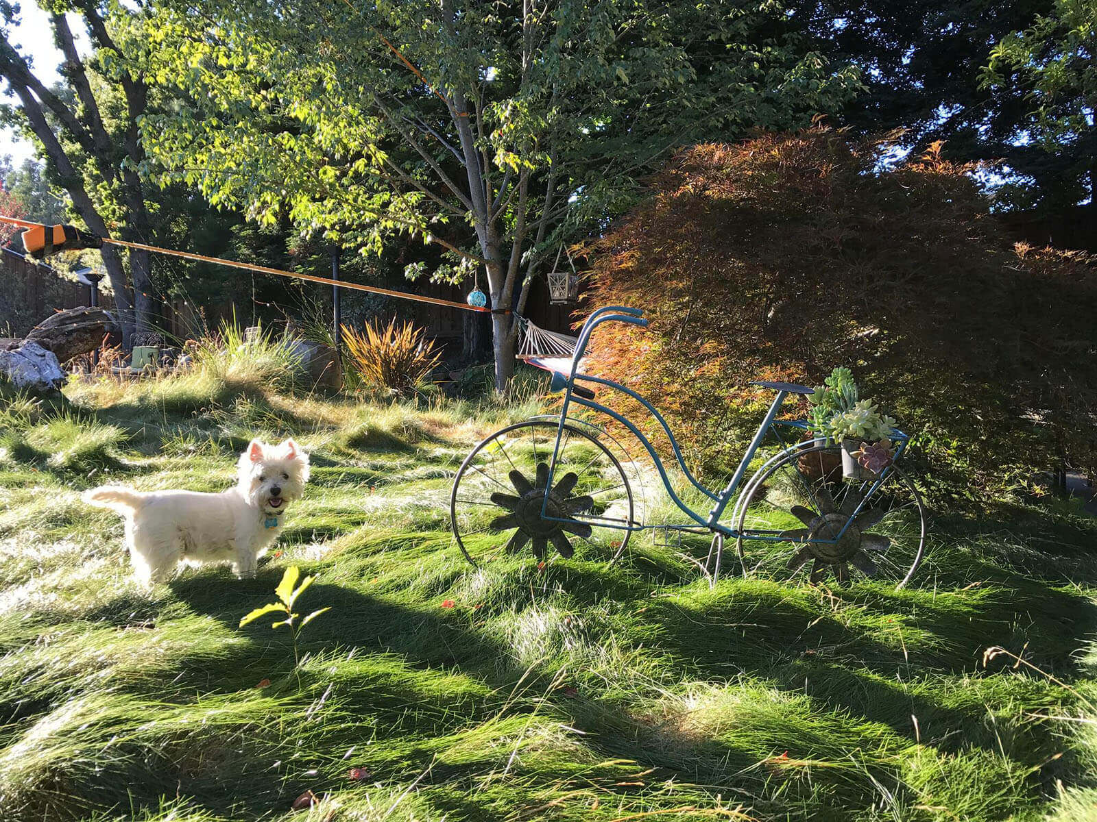 metal bike art piece in sweeping grass lawn with hammock, and a happy dog