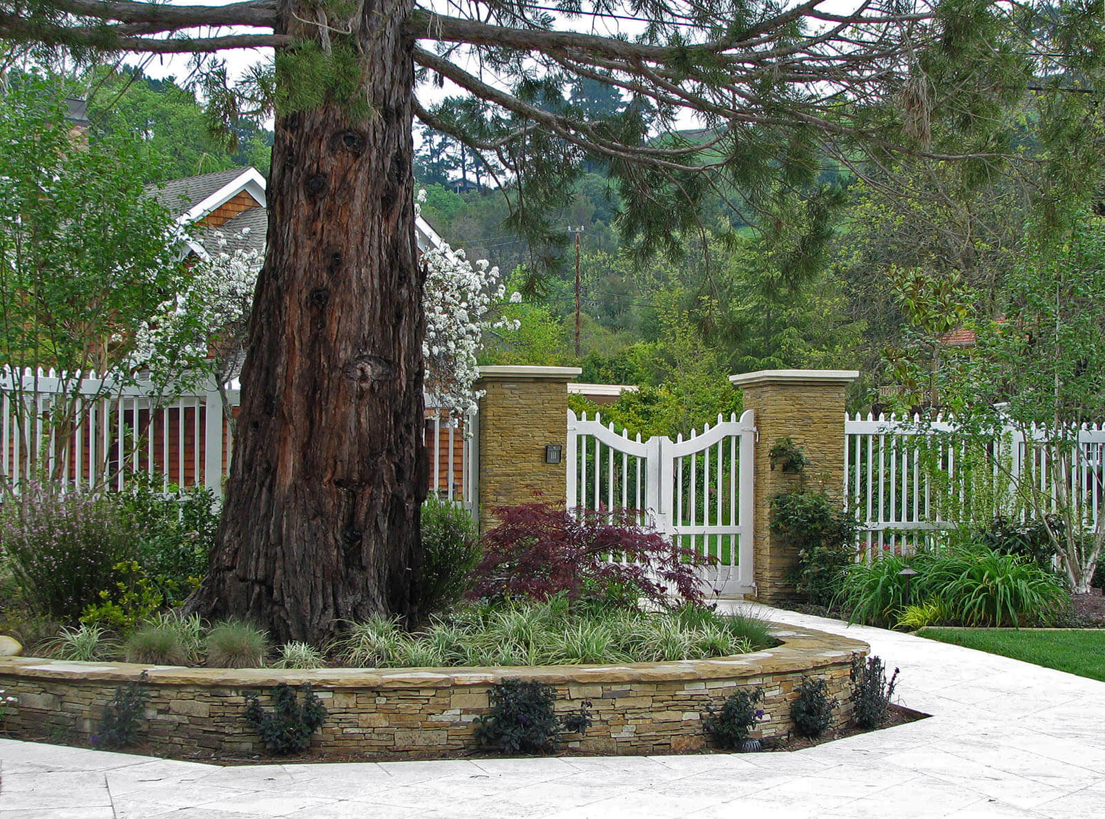 Large cedar tree in raised stone lined grassy bed with surrounding white stone walkway leading to picket fence with stone capped columns