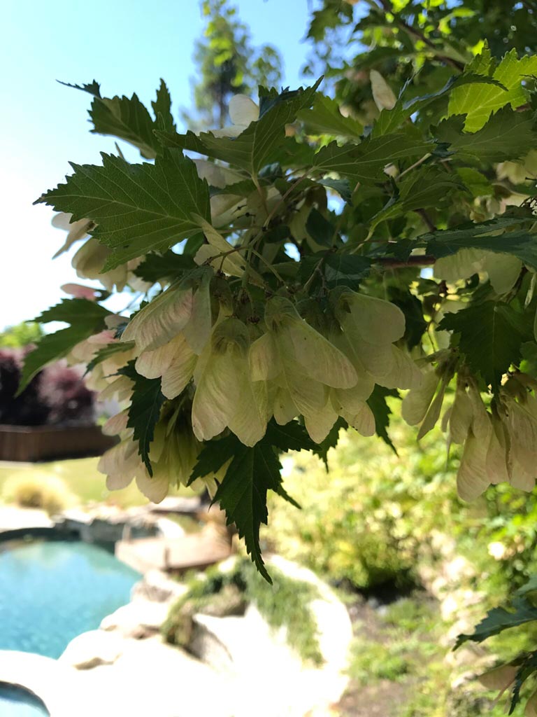 Blooming maple tree with pool in the background