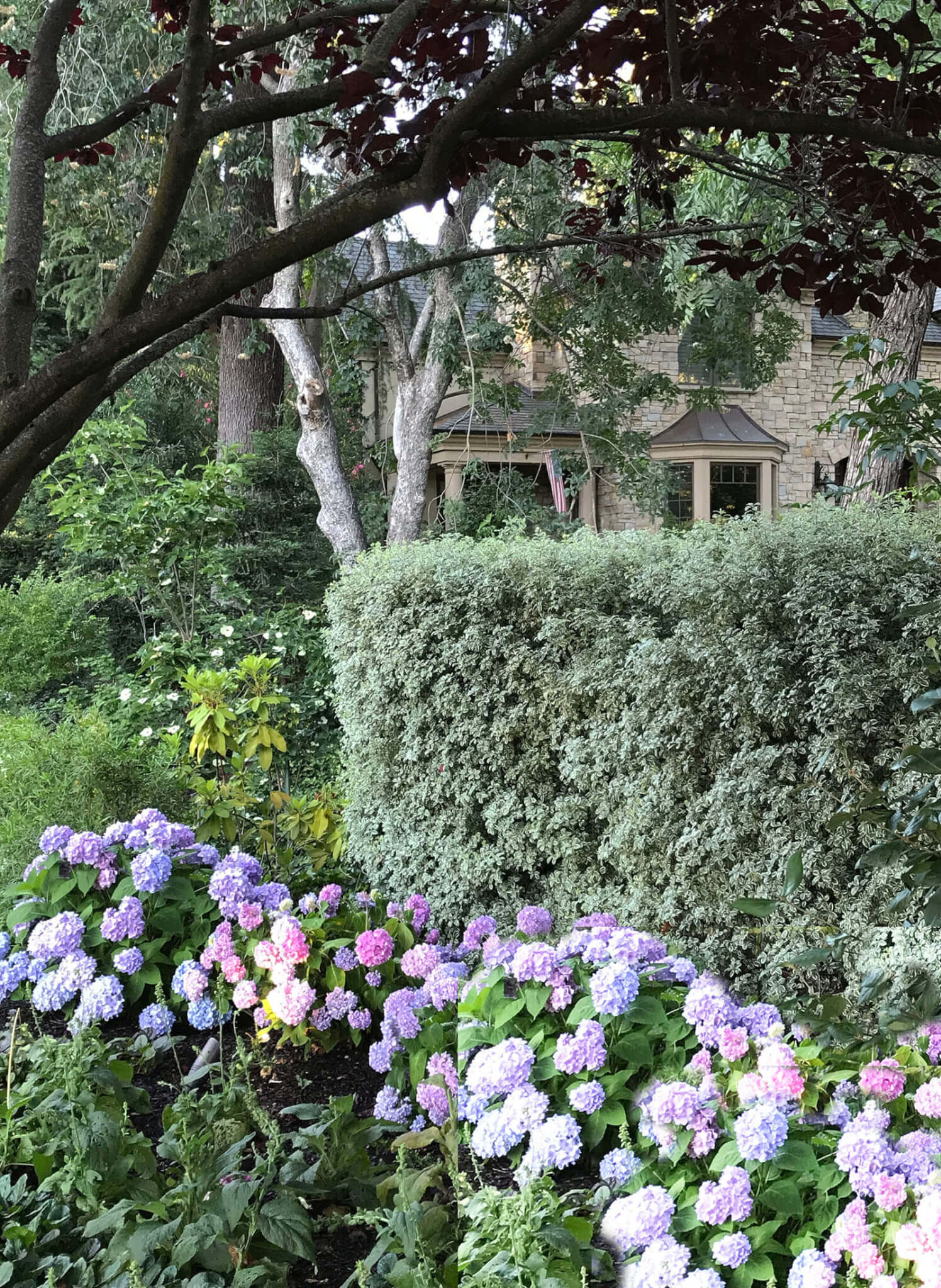 Tall screening hedge, accented with colorful hydrangeas under shaded tree canopy