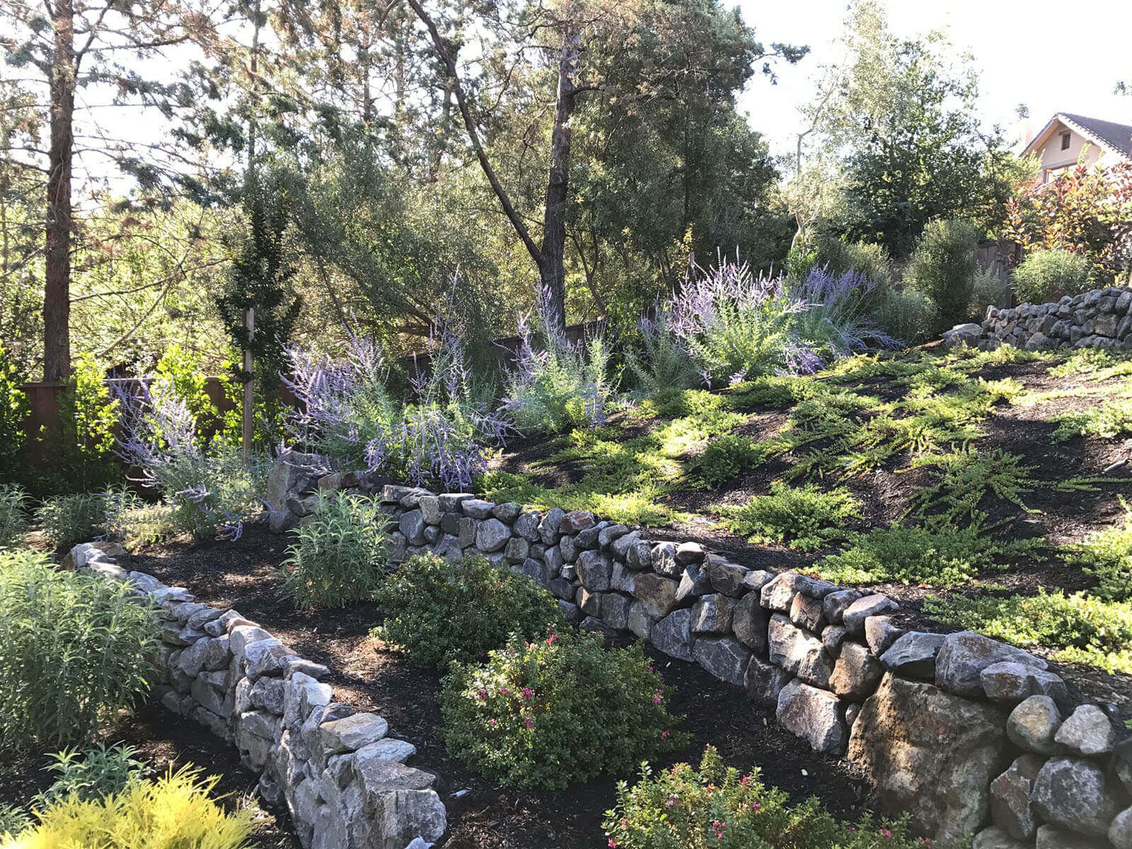 staged rock walled garden with tall lavender, short shrubs, and crawling ground cover