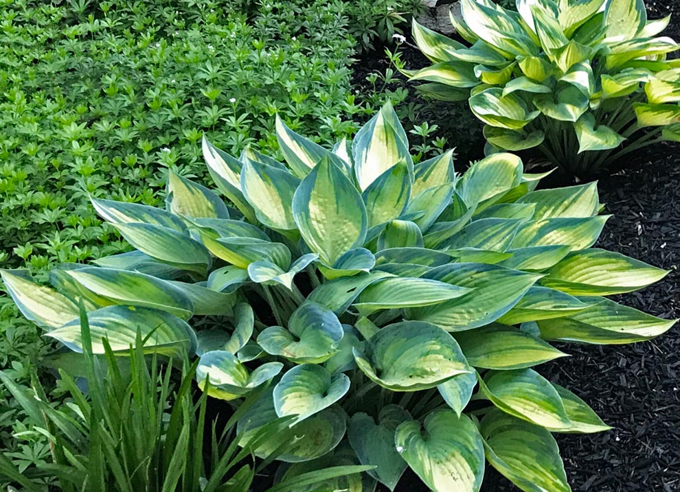 Variegated hosta plant with greenery in the background