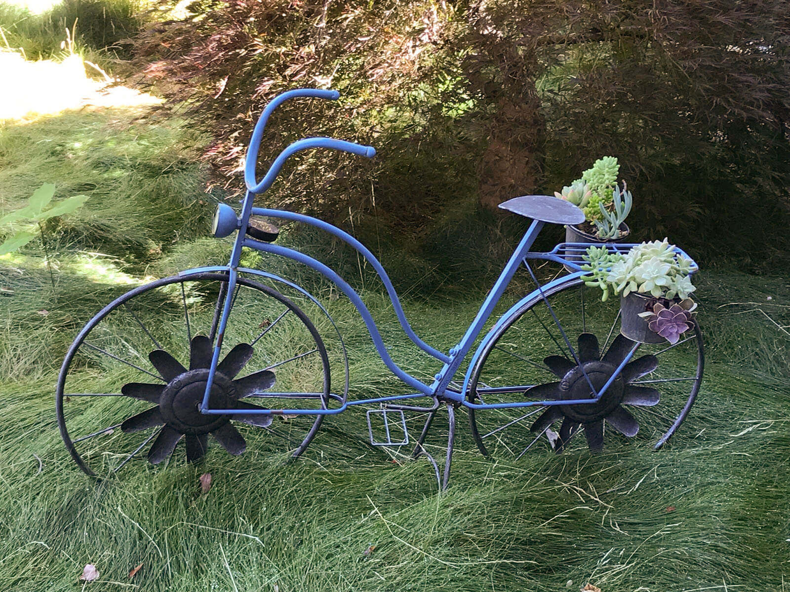 Blue painted bike decoration with succulents growing out of pots on the side, with long sweeping grass below
