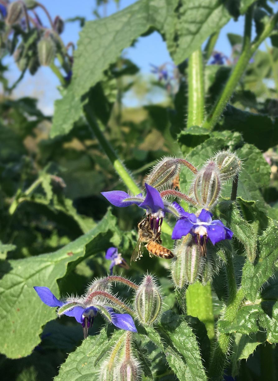 Bee landing pollinating a small purple flower