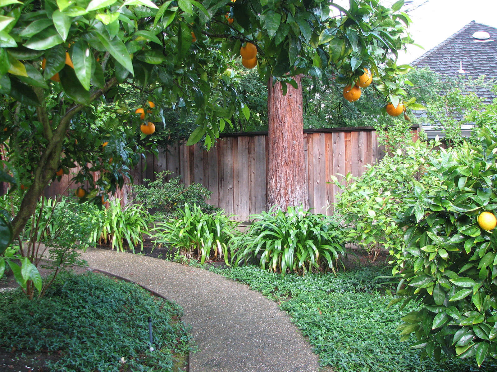 Shaded fruiting tree area with stone and gravel walkway going through the yard
