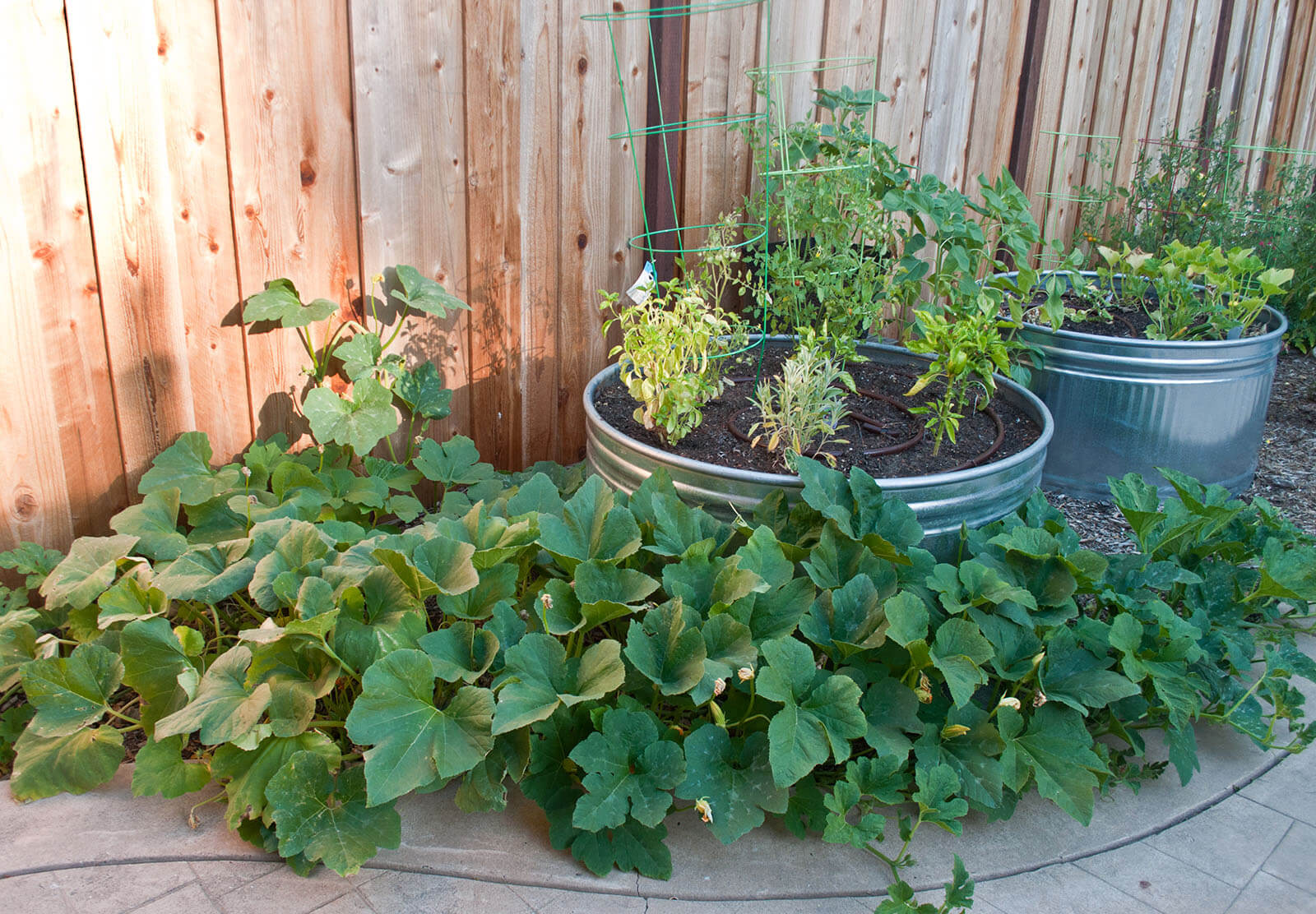 Raised round metal beds with planters, and squash growing below
