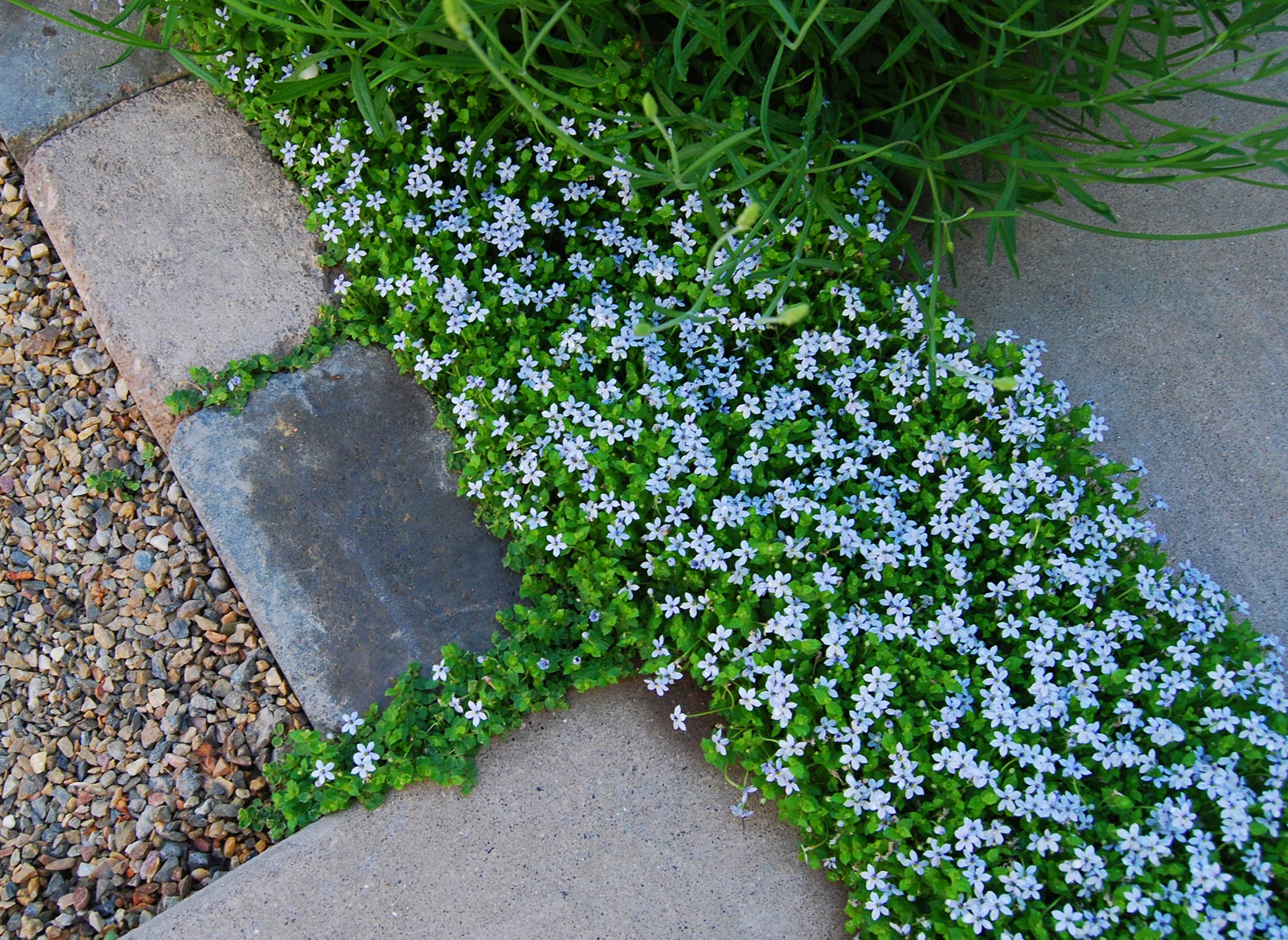 Blue star creeper (laurentia) on stone and gravel walkway