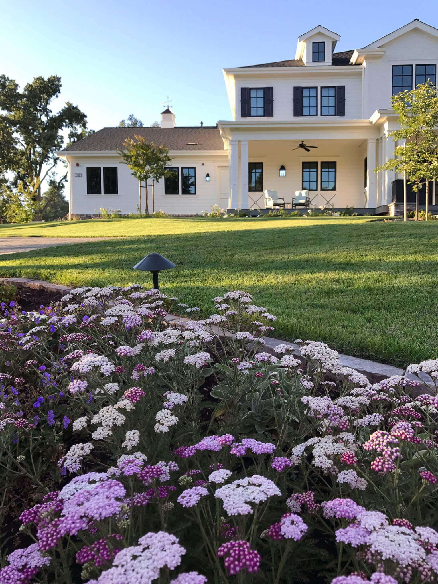 Colorful yarrow flowers in varying shades, mixed with blue flowers in front of medium grass lawn and house