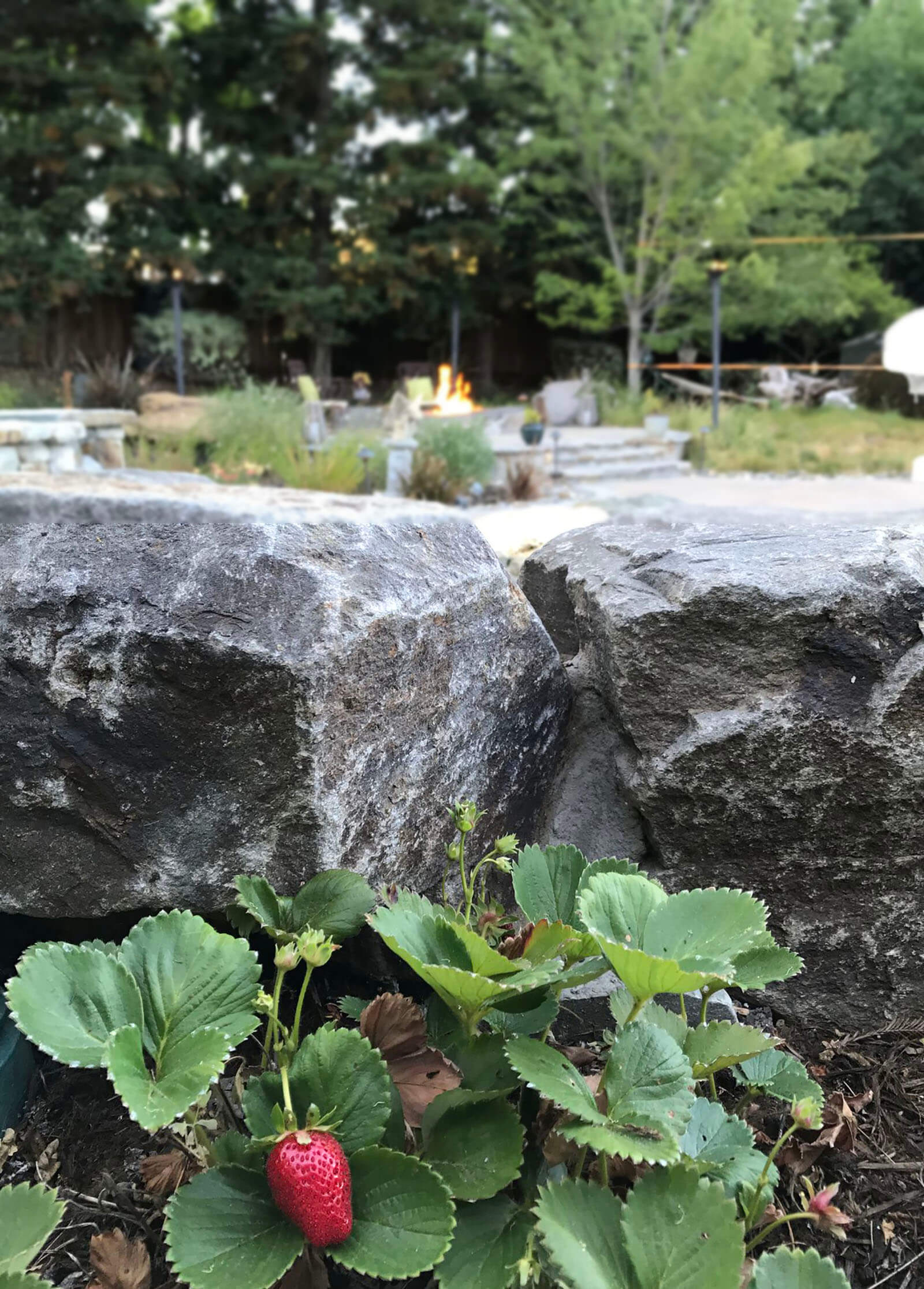 Little stone planter with strawberries