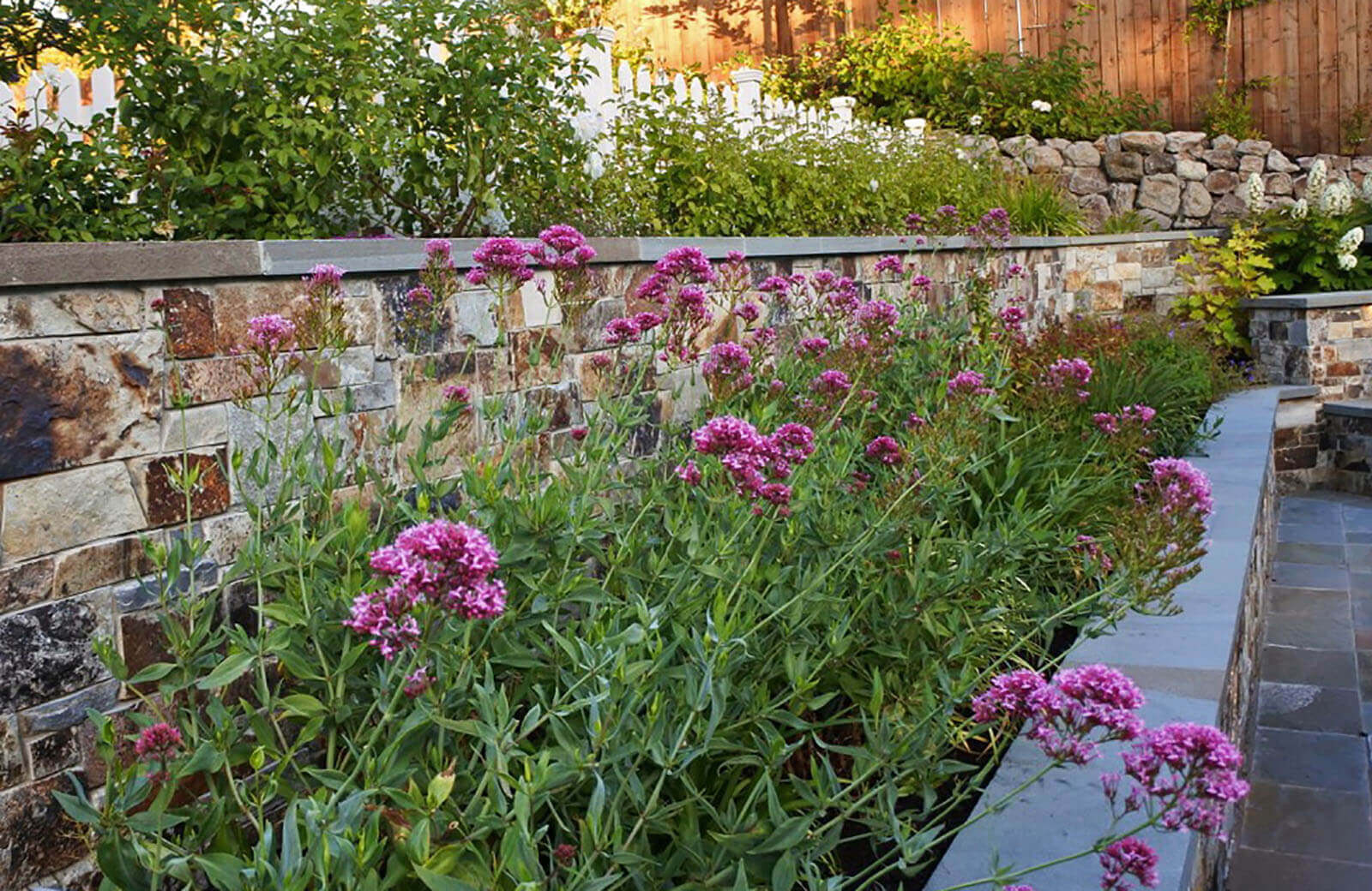 Red valerian in staged garden with slate topped, rock walls