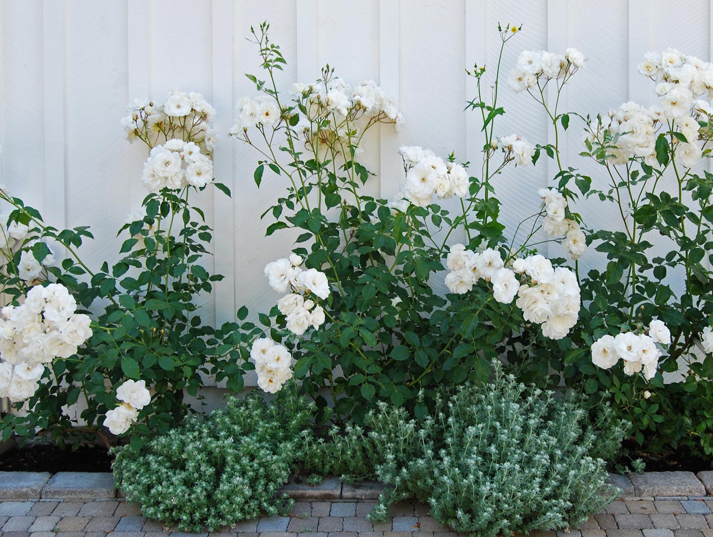 White rose bush with white house siding and medium ground cover bushes