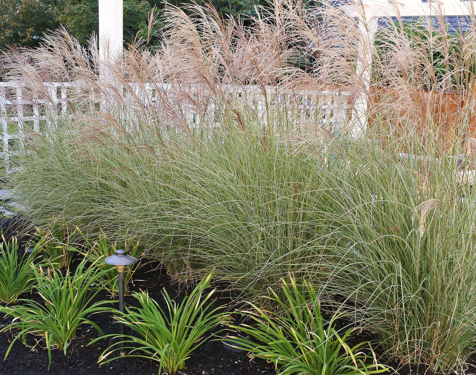 Tall reed grass with small flowering plants in garden bed next to white fencing