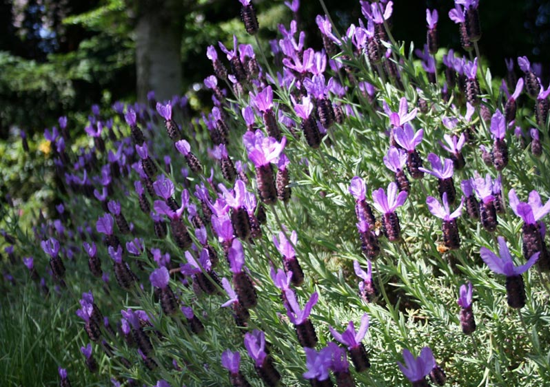 Blooming lavender in a patch of sun