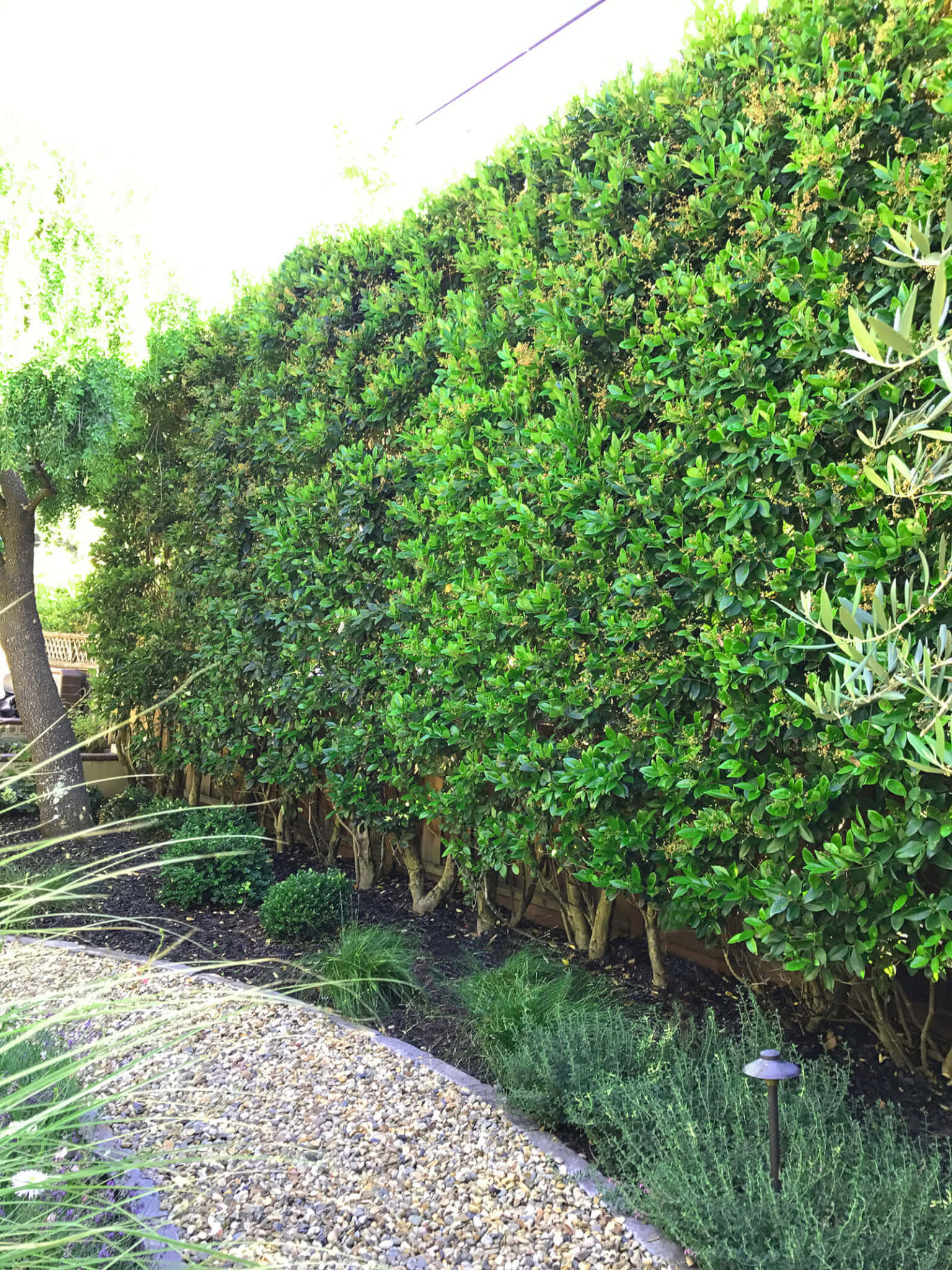 Tall screening hedge next to a stone-lined gravel path