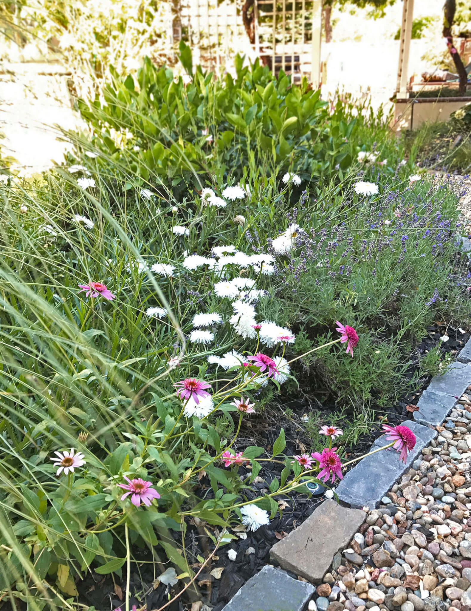 White and pink flowers mixed with lavender in garden bed next to rock-lined river pebble walkway
