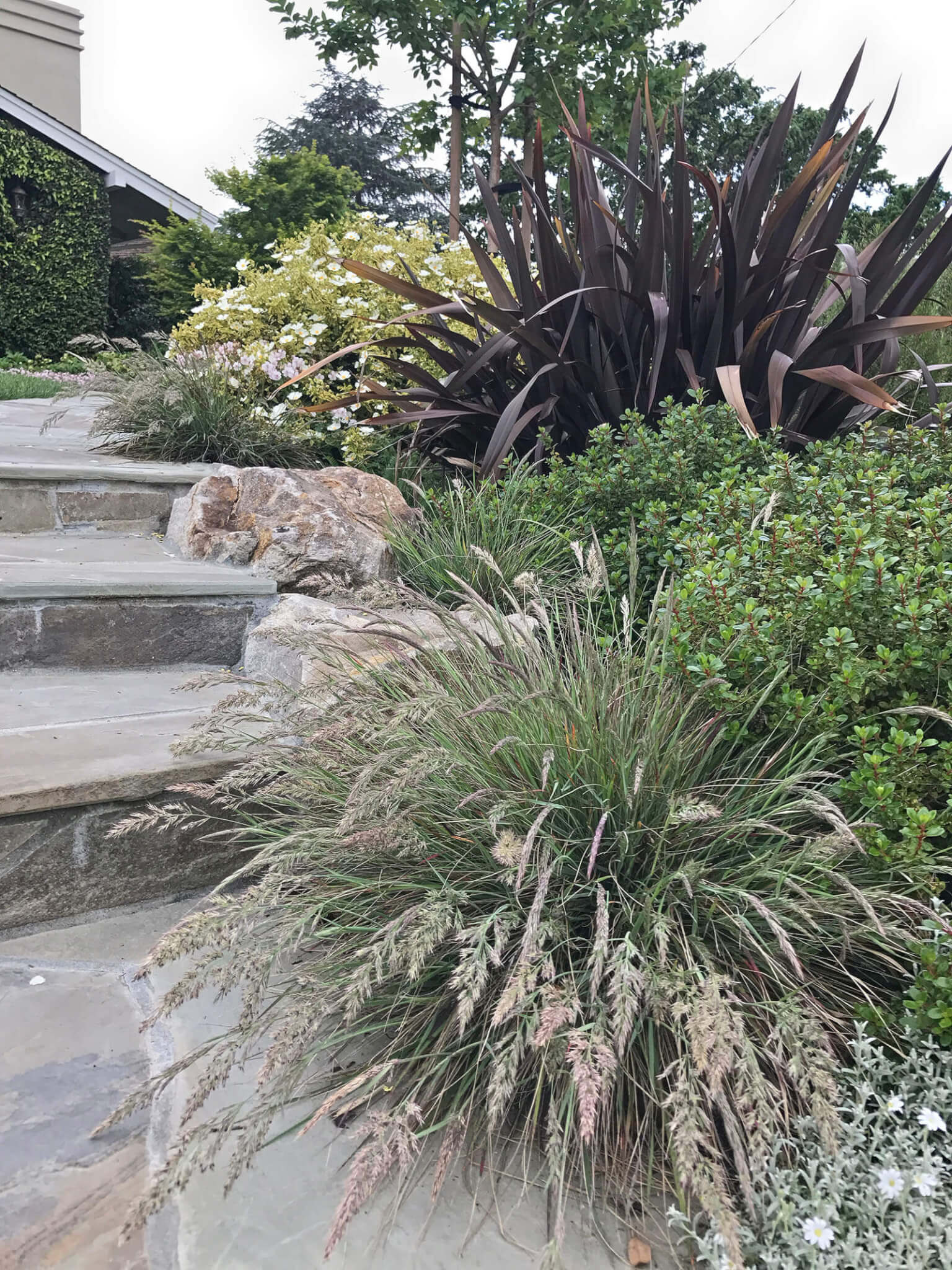 Stone tile walkway with purple cordyline and tall ornamental grass