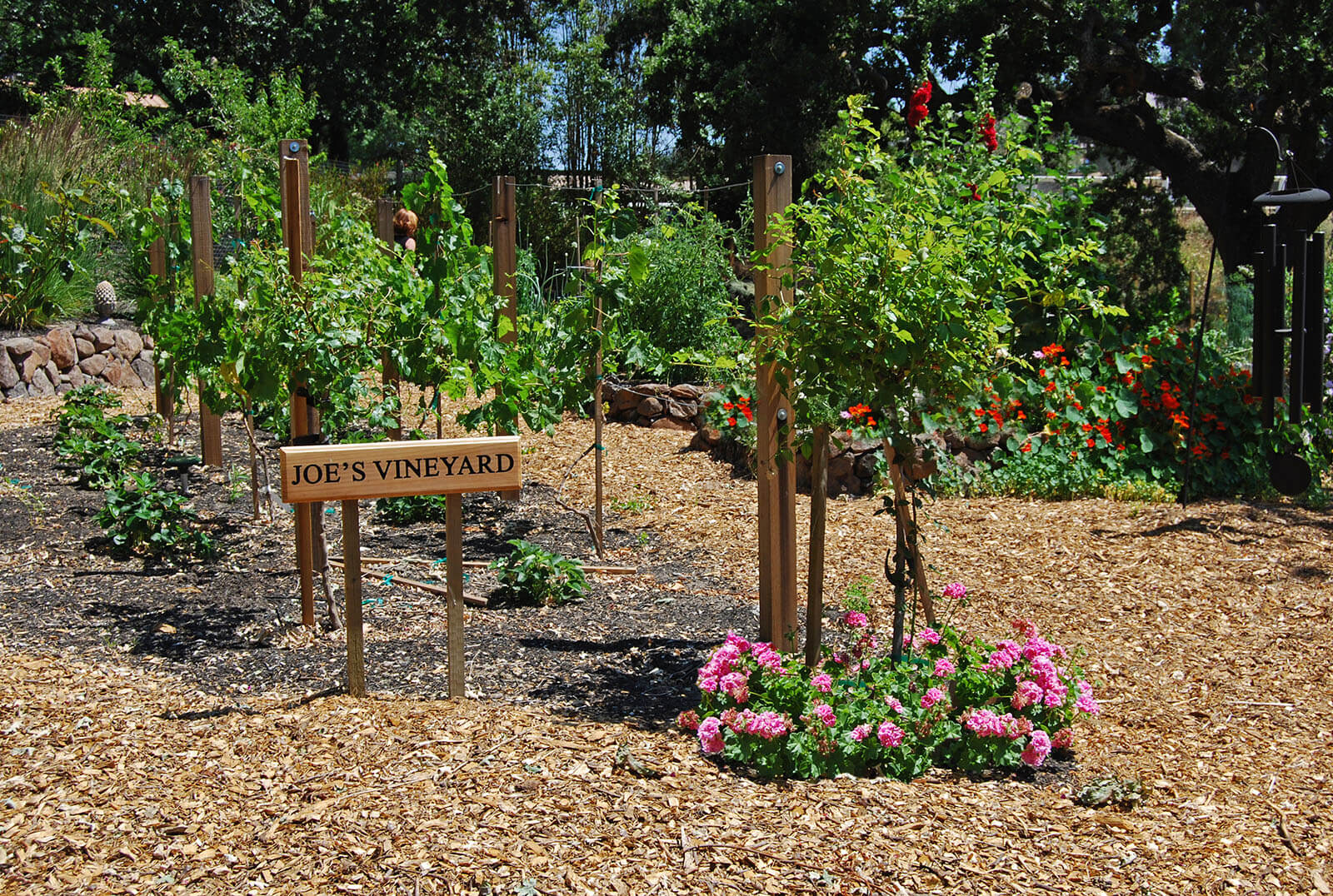 Joe's Vinyard - wood mulch covered garden with grapevine trellis and flowering areas in back