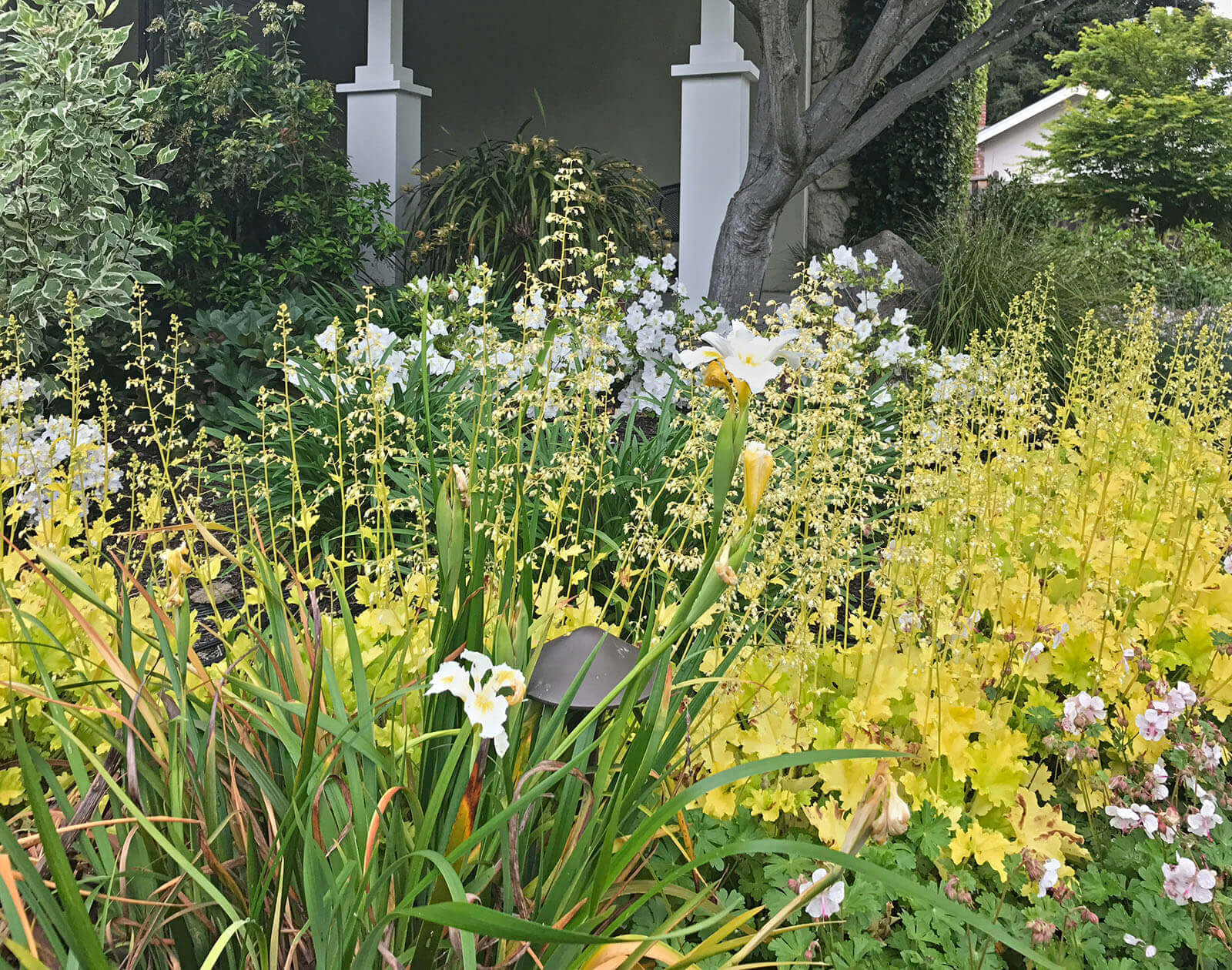 Diverse white flowers and yellow-green flowering plants in a garden bed under a tree
