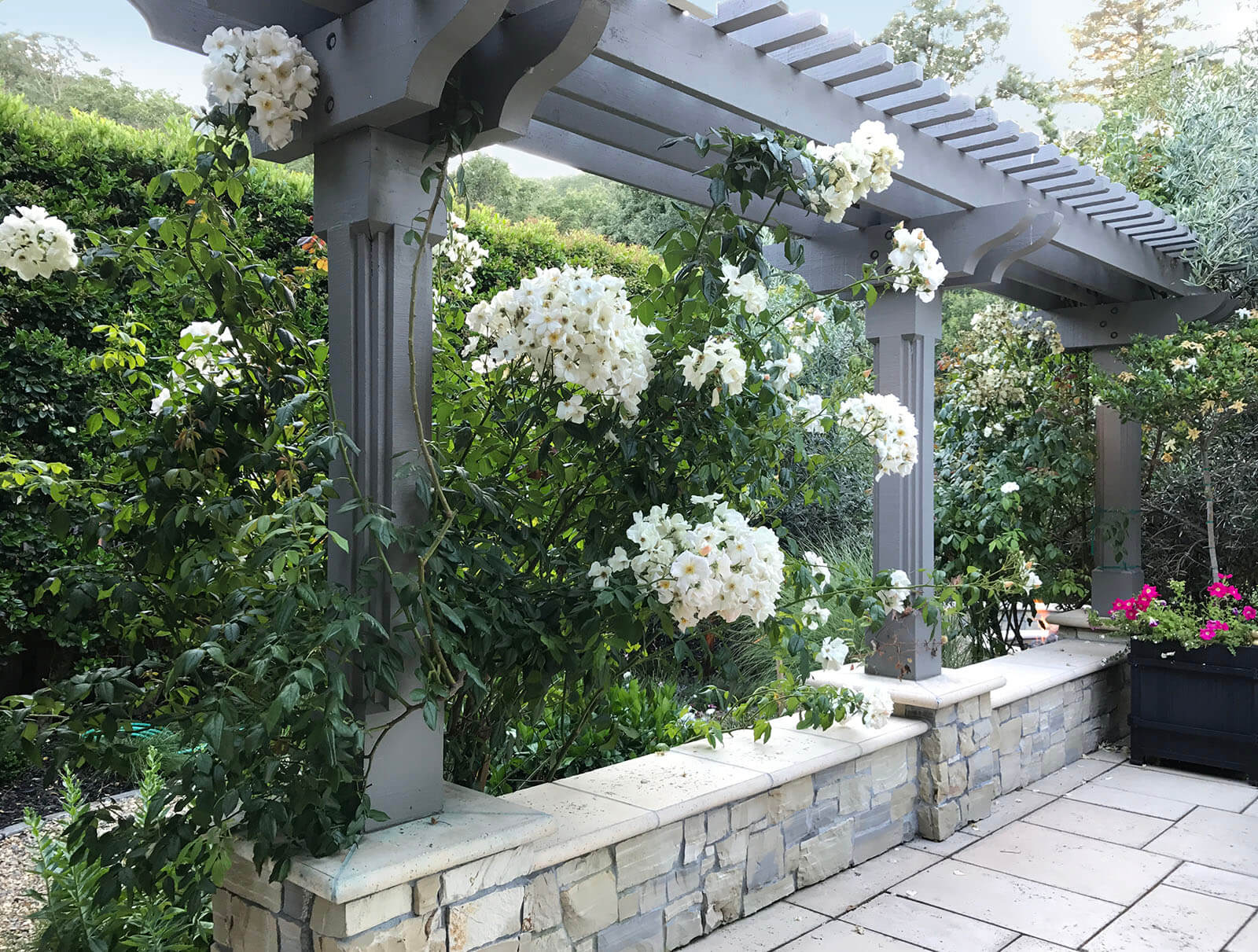 Very happy white flower climbing bush accenting the stone gray shade fixture with white stone seating and stone base on tiled patio