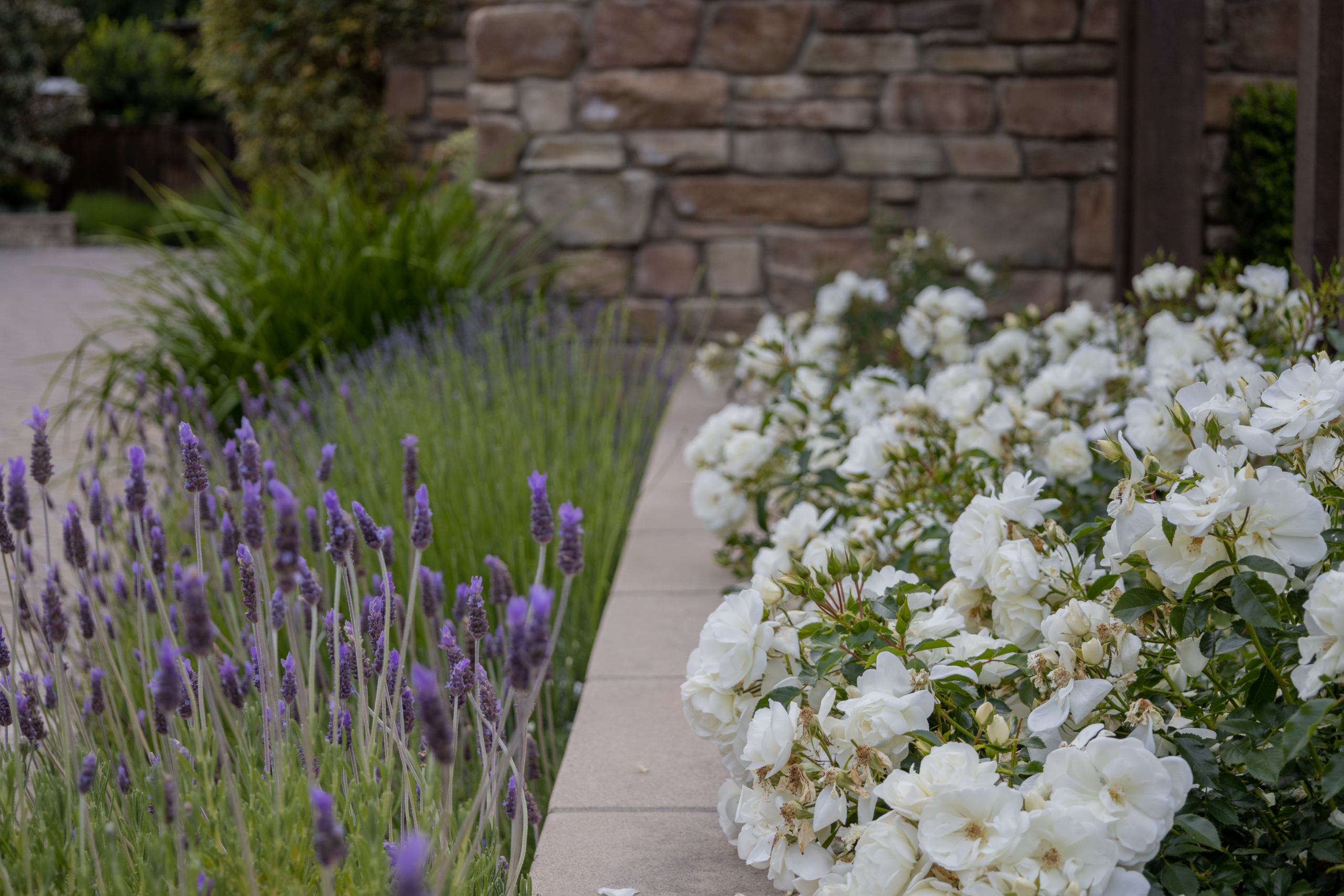 White groundcover roses border a garden gate