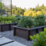 Raised wood vegetable beds in a modern landscape with concrete paver path