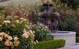 Our client's custom-chosen rose garden awes all visitors with richly layered hues