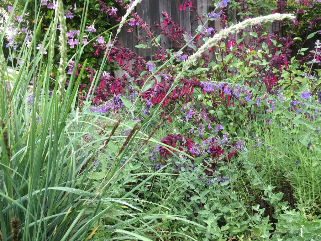 Ornamental grasses and purple Salvias in combination at the J. Montgomery studio garden