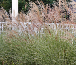Tall grasses soften the hard lines of a fence and create movement in the wind