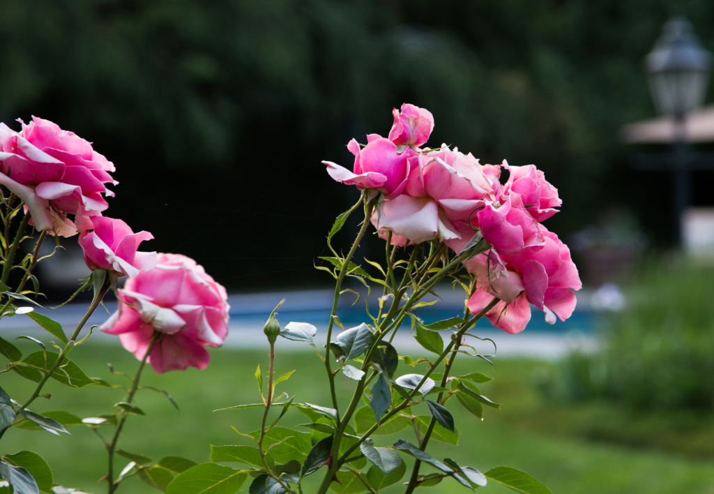 pink roses in a formal garden