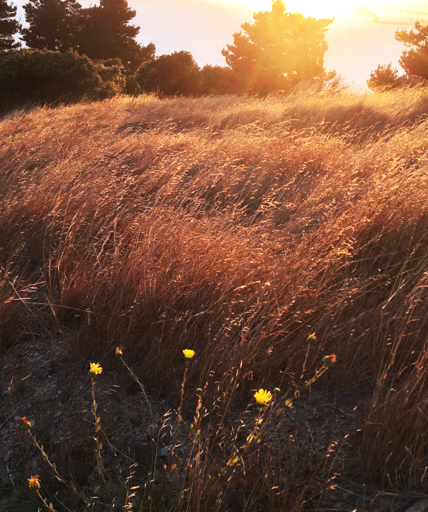 California grassland glowing in late afternoon sun
