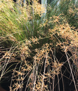 Juncus rush flowers offer unusual texture in a contemporary landscape design