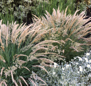 Calamagrostis foliosa combines with white flowers in Sonoma-style landscape