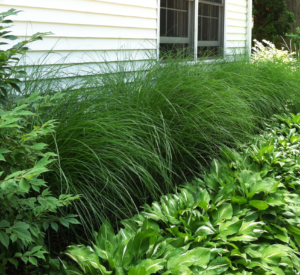 Fountain grasses in traditional landscape foundation planting with hostas