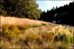 Meadow garden by John Greenlee of Greenlee and Associates, Northern California