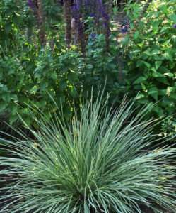 Variegated Lomandra 'Platinum Beauty' in combination with blue salvia spires