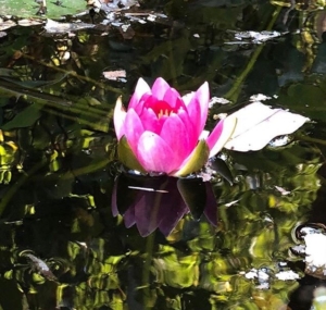 Water lily (Nymphaea) floats on a dark pool in a miniature pond