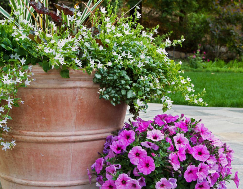 Ornamental pots with campanula and petunias in a simple but elegant combination
