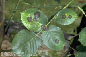 Black spot fungal disease on roses from UC IPM website