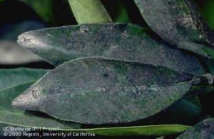 Sooty mold on a leaf from UC IPM website