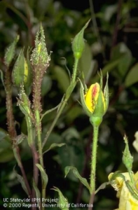 Aphids cluster on the stem of a rose bud, Image from UC IPM website
