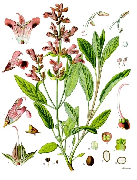 Salvia Officinalis botanical plate from Kohler's Medizinal-Pflanzen