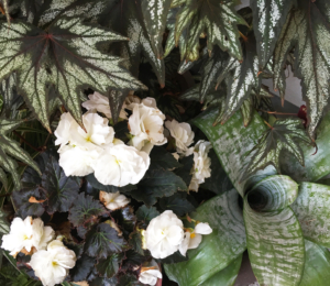 black rex begonias, flowering begonias and silver bromeliad in a modern tropical arrangement