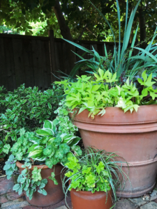 Shade plantings in terra cotta pots include lime heuchera, blue dianella, and carex grass