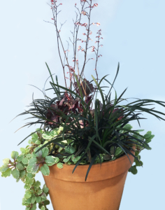 heuchera, black mondo grass and variegated ajuga in a layered planting composition