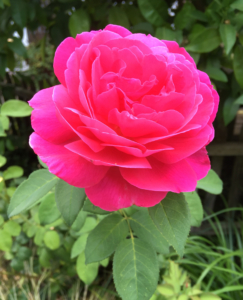 Hot pink rose in full bloom