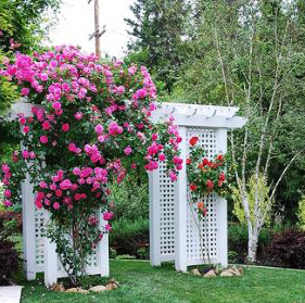Pink rose climbing a traditional white lattice arbor
