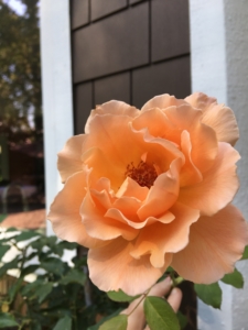 'Just Joey' peach-colored tea rose in full bloom